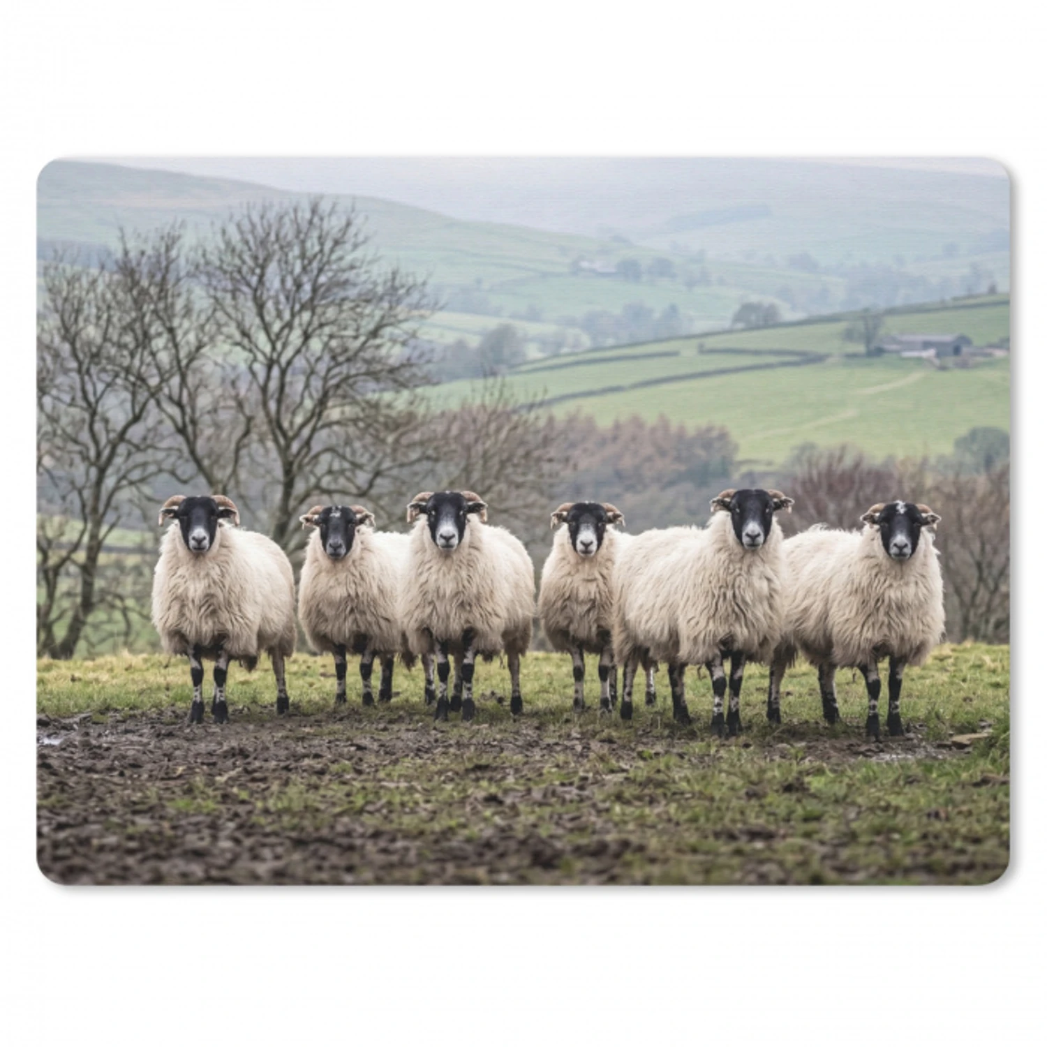 Schapen - Rij - Weide - Dieren - Platteland muismat rubber klein -3d