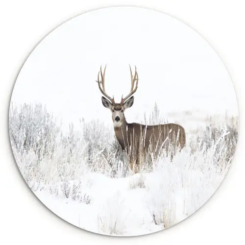 Hert - Winter - Sneeuw - Dieren - Seizoenen - Wit Wandcirkel kunststof plaat 5mm dik klein -3d
