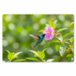 Kolibrie - Bloem - Natuur - Groen Placemat vinyl groot -zzsfeer1_Kitchenyeah-website