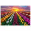 Tulpenveld - Zonsondergang - Kleurrijk poster papier klein -3d