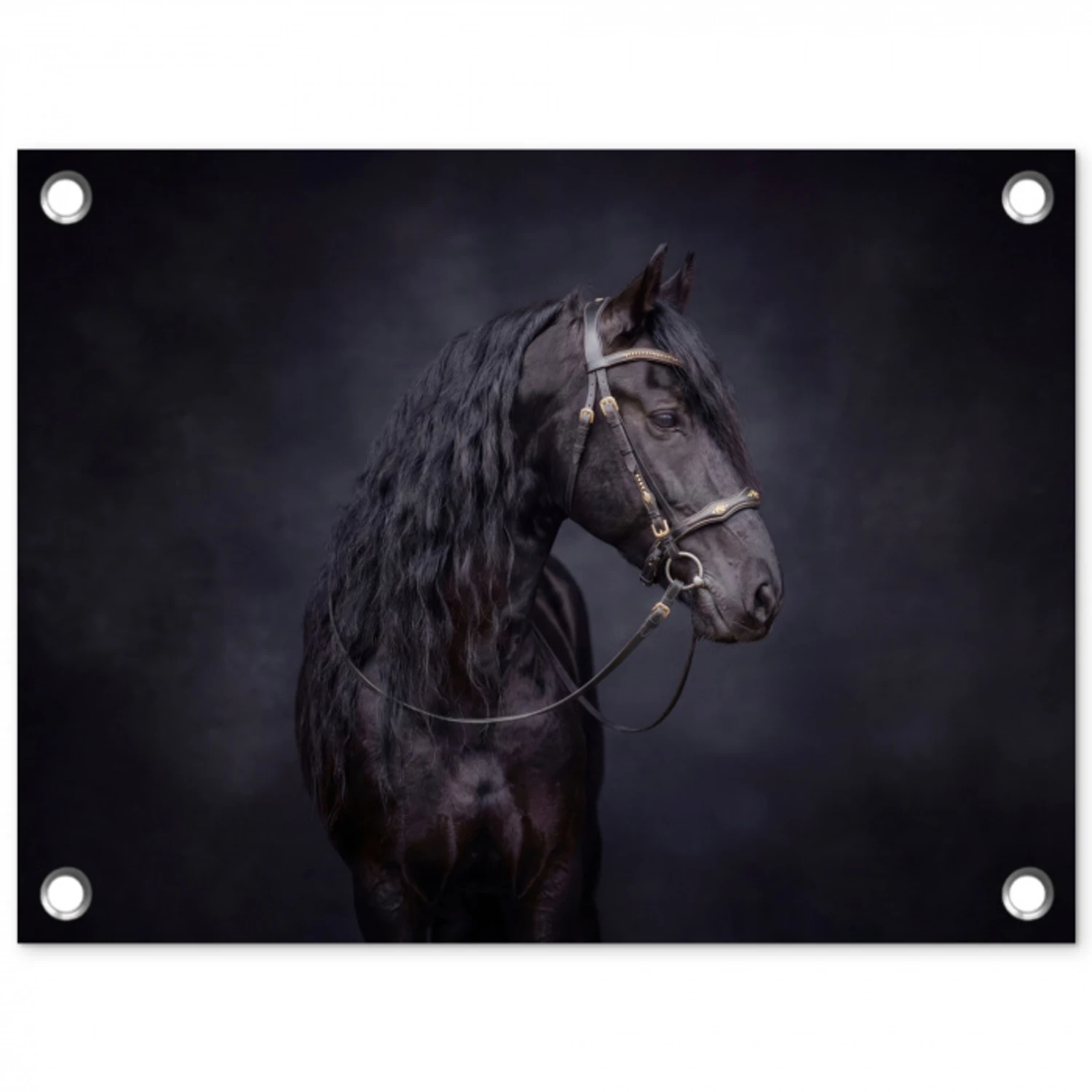 Portret - Paard - Donker tuinposter los doek klein -3d