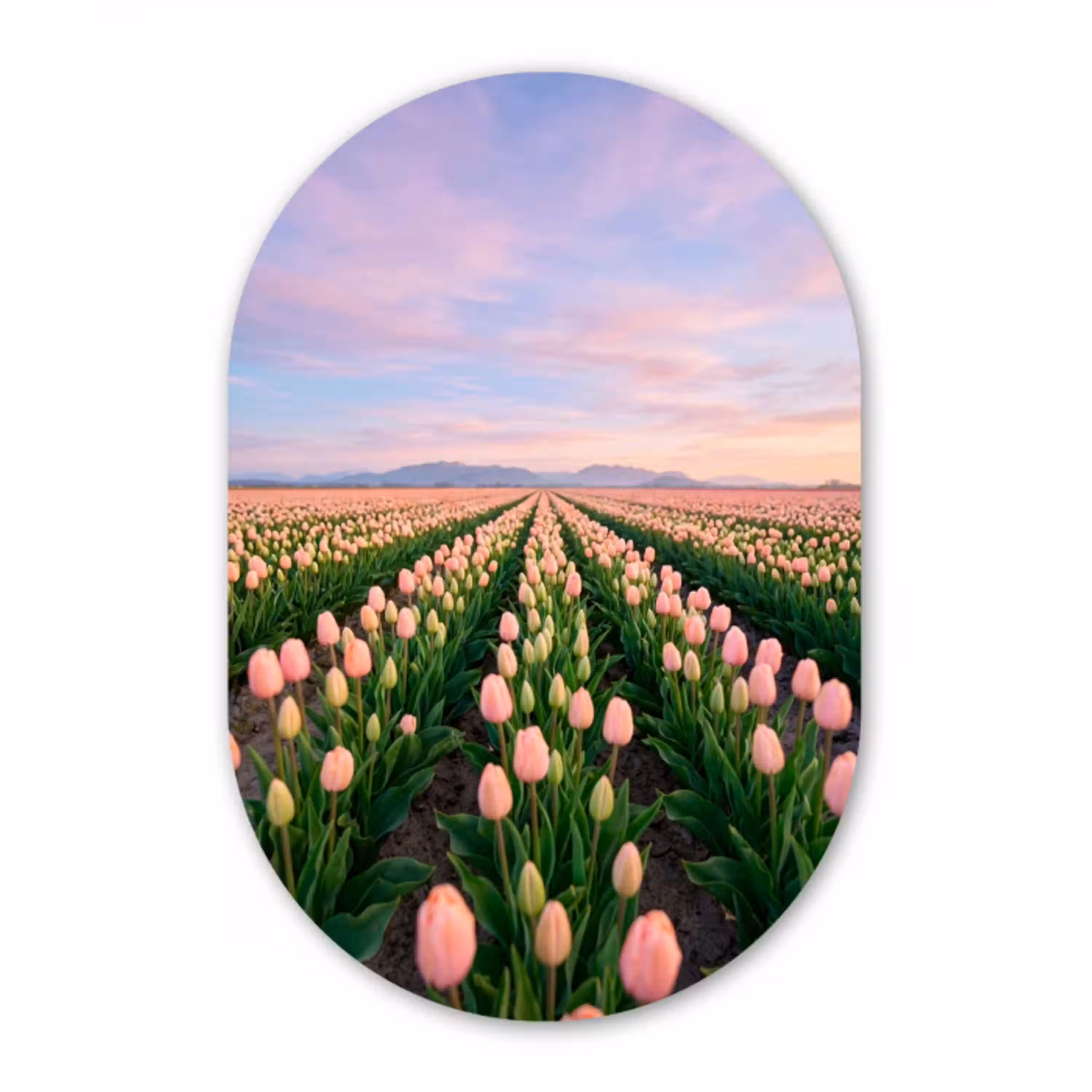 Tulpen - Landschap - Roze Wandcirkel Ovaal Aluminium middel -3d