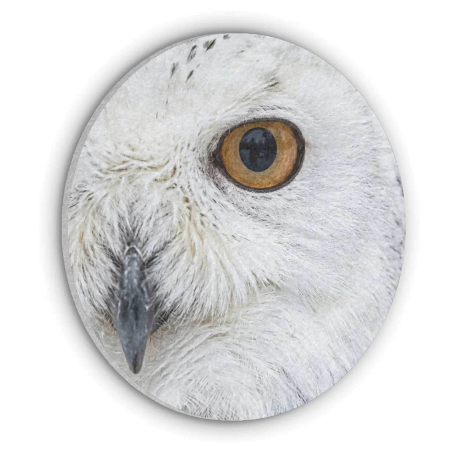 Sneeuwuil - Oog - Wildlife - Wit Akoestische PET Vilt - Rond klein -3d
