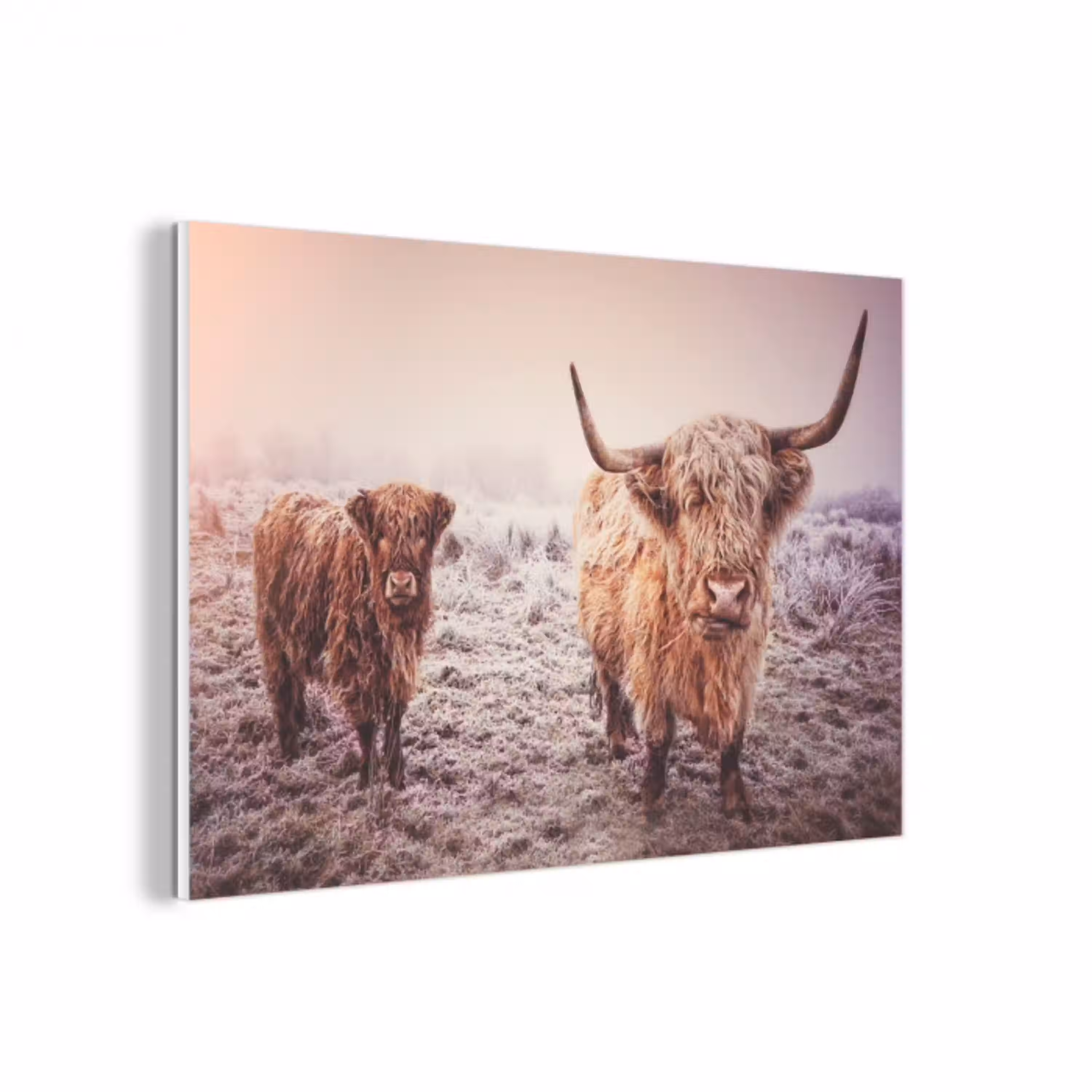 Schotse hooglanders - Licht - Lucht - Natuur forex 5mm xxl -3d