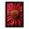 Close up - Bloem- Rood fotolijst zwart zonder passe partout klein -3d