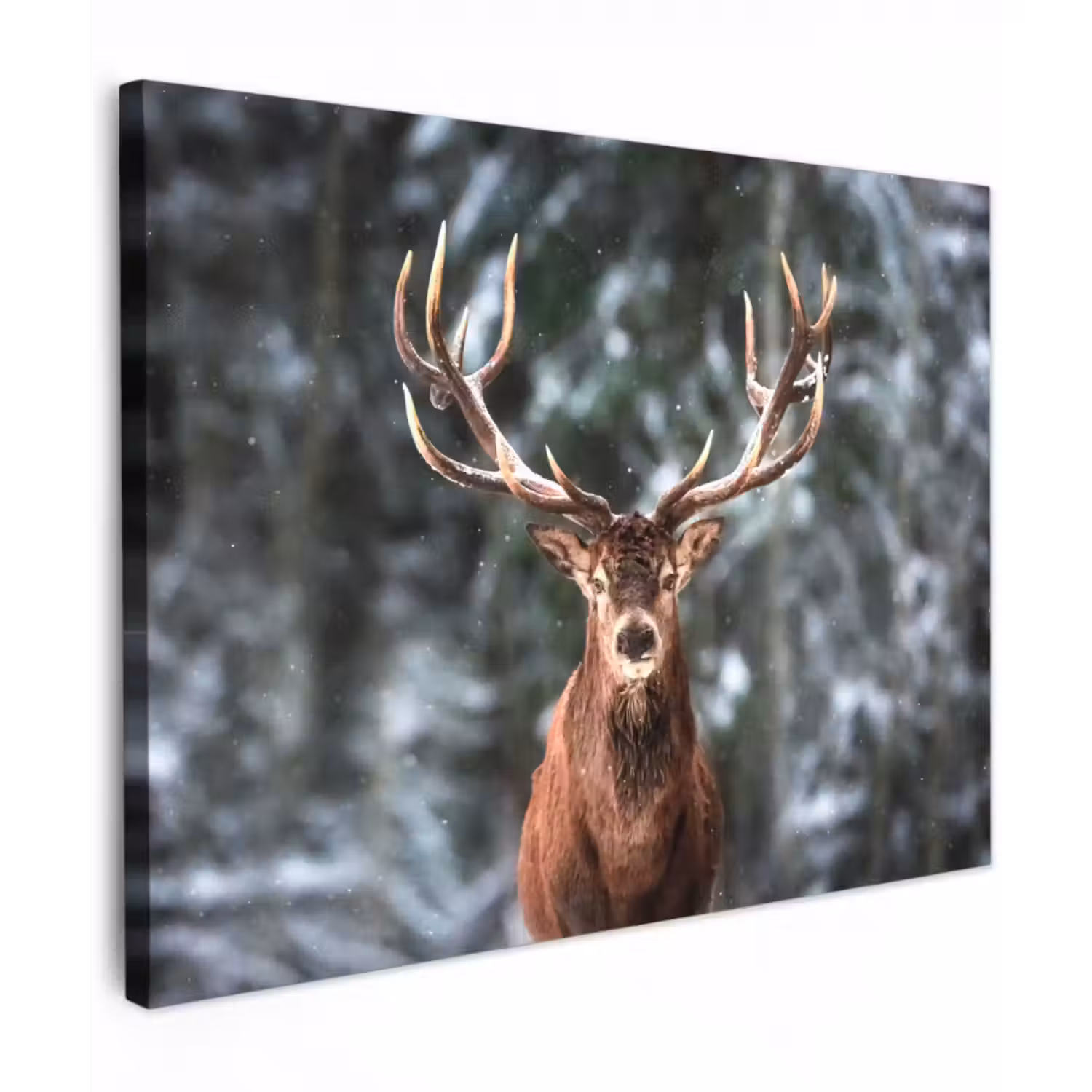 Leinwandbild - Rotwild - Winter - Schnee - Wald - Natur - Tier
