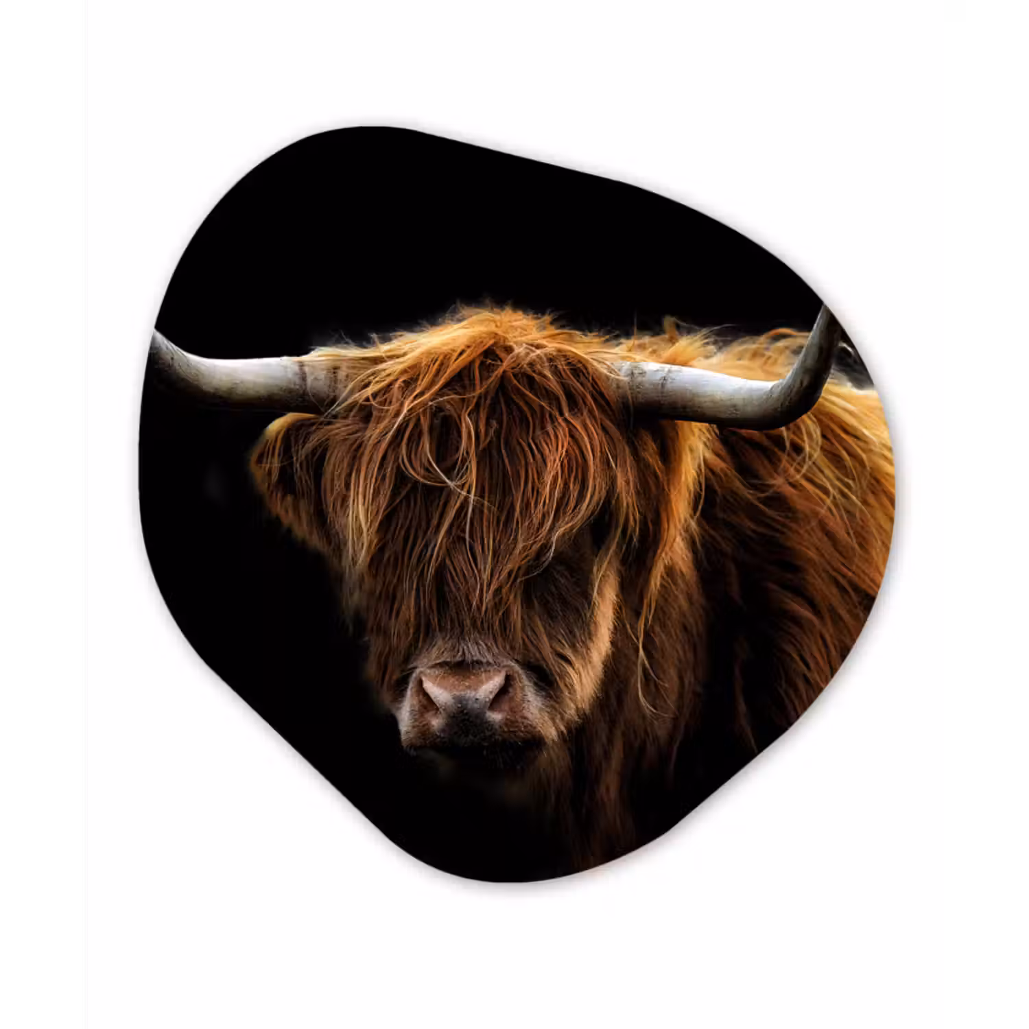 Organisch schilderij forex - Schotse Hooglander - Horens - Zwart - Dieren - Natuur - Wild - Koe
