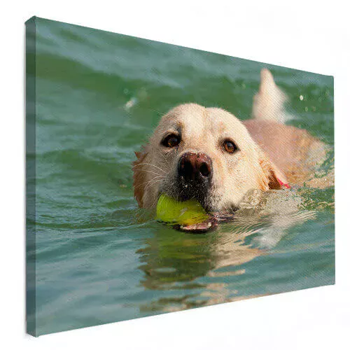 Dierenfoto op canvas huisdier