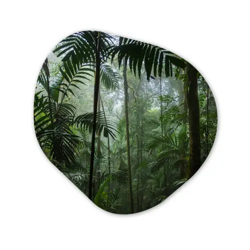 Regenwoud - Tropisch - Jungle - Bomen - Planten Wandcirkel Organisch Forex 3mm klein -3d