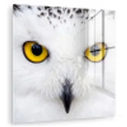 Sneeuwuil - Portret - Geel plexiglas 5mm klein -zzzproduct_nieuw