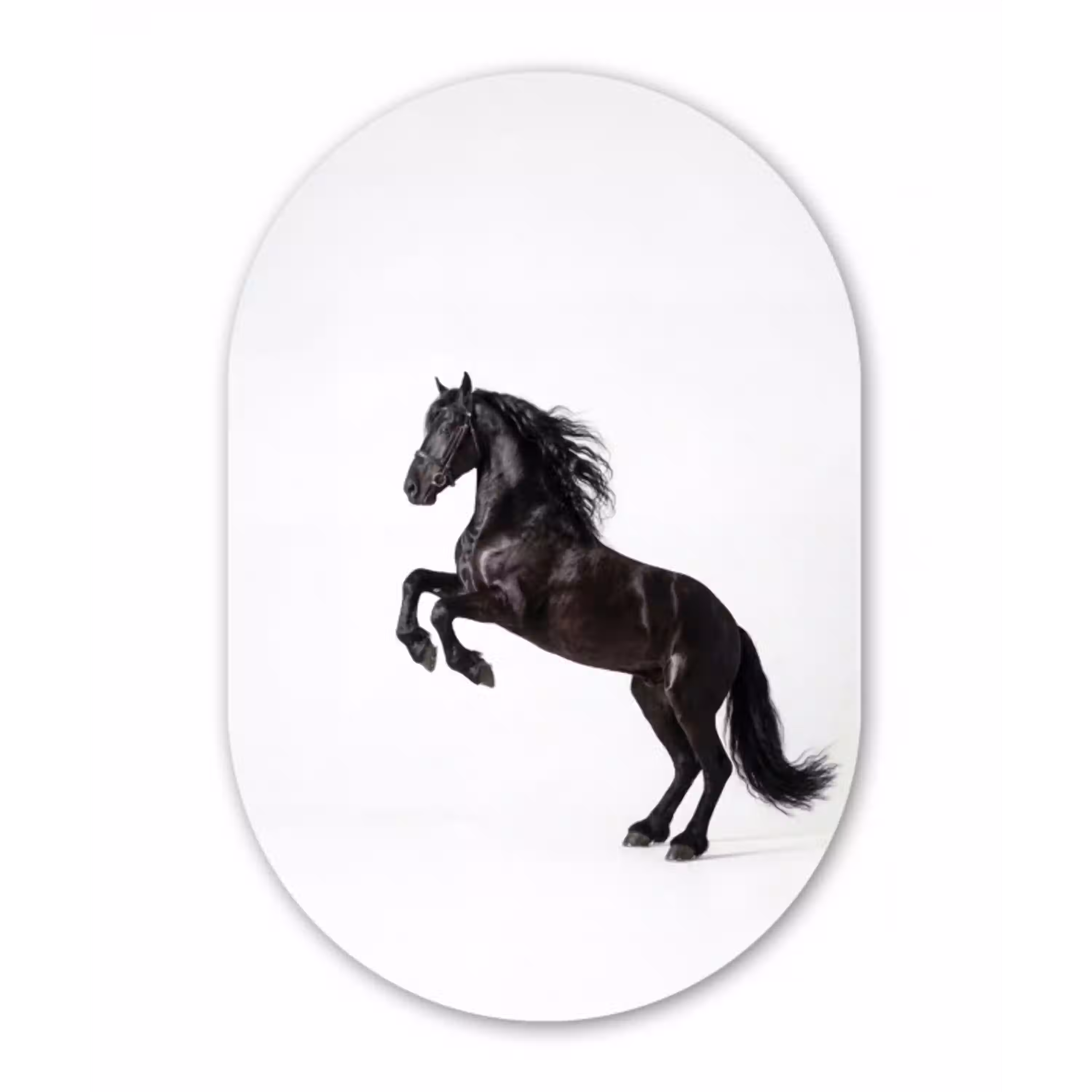Zwart - Paard - Portret Wandcirkel Ovaal Aluminium middel -3d