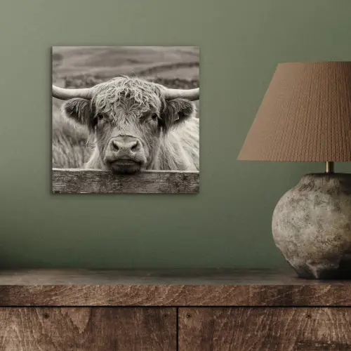 Schotse hooglander - Zwart - Wit - Hout aluminium wit klein -sfeer2
