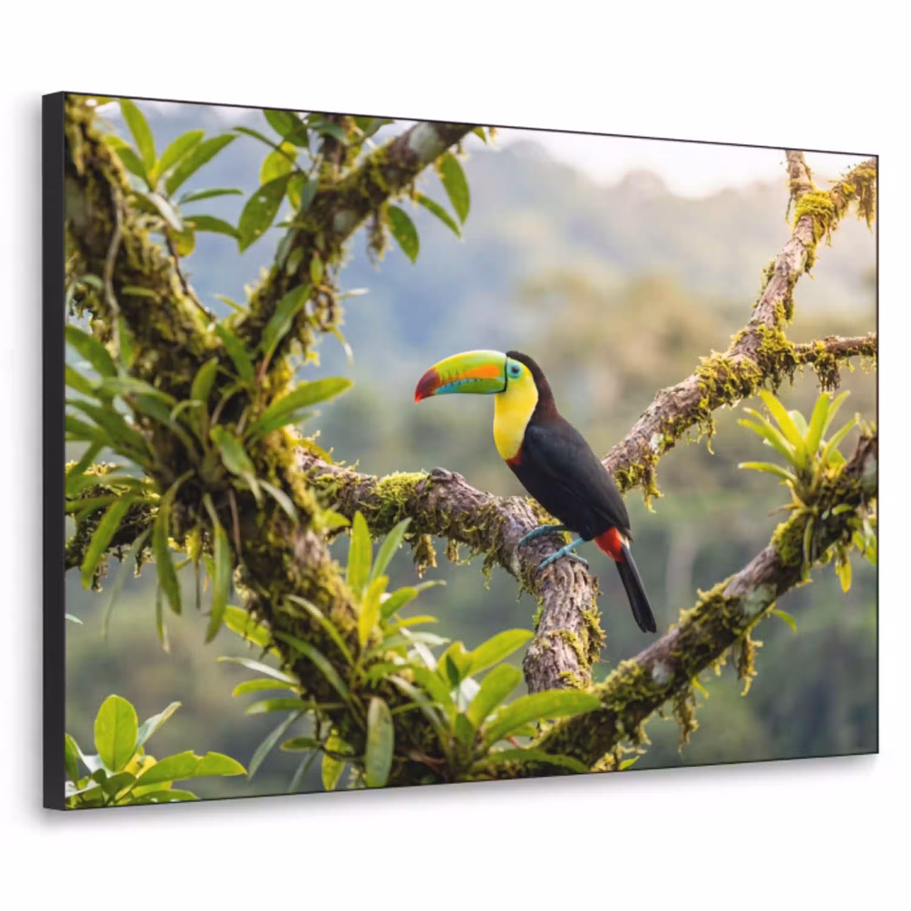 Toekan - Jungle - Natuur - Kleurrijk Textielframe zwart klein -3d