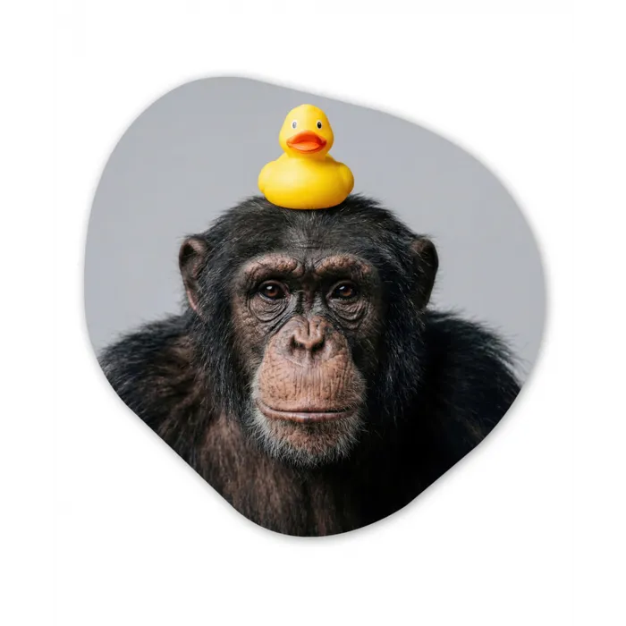 Chimpansee - Badeend - Grijs Wandcirkel Organisch Forex 3mm klein -3d