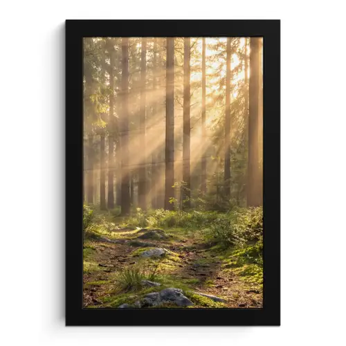 Bos - Zonlicht - Gras fotolijst zwart zonder passe partout klein -3d