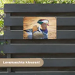 Close-up mandarijneend tuinposter los doek klein -sfeer3