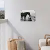 Paard - Auto - Zwart - Wit tuinposter los doek klein -sfeer8