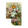 Planten - Natuur - Bloemen - Ernst Haeckel Muursticker klein -3d