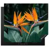 Paradijsvogel - Bloem - Exotisch Inductie beschermer vinyl 3mm middel -3d
