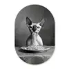 Sphynx - Kat - Dieren - Humor - Spaghetti - Zwart Wit Wandcirkel Ovaal Glas middel -3d