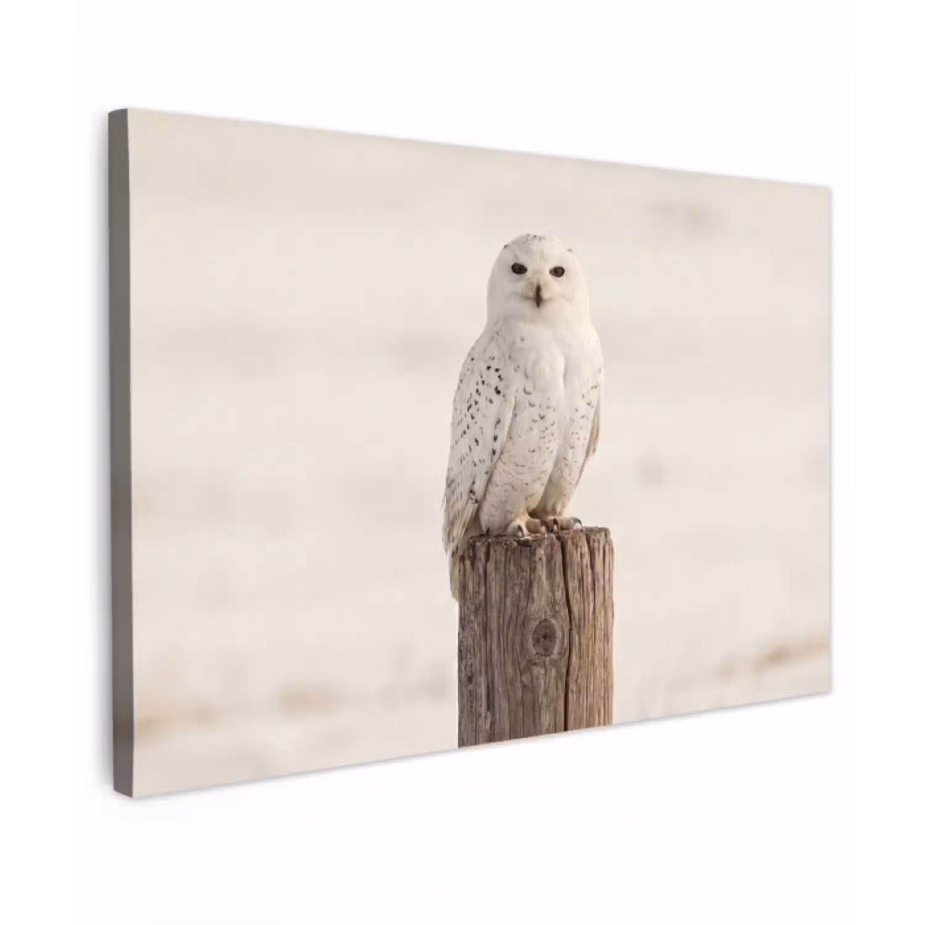 Sneeuwuil - Paal - Winter - Portret - Majestueus Tuinposter op houten frame 2 cm dik klein -3d