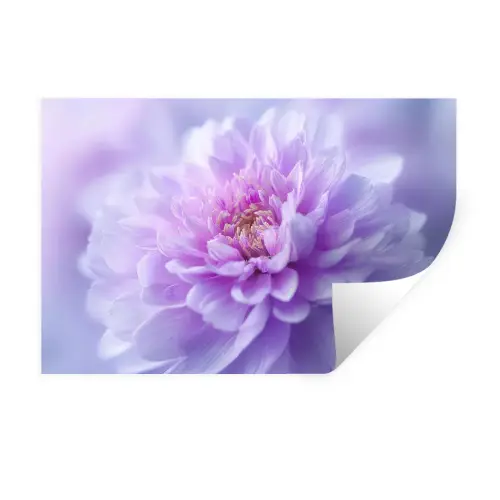 Paars - Dahlia - Dromerig Muursticker klein -3d
