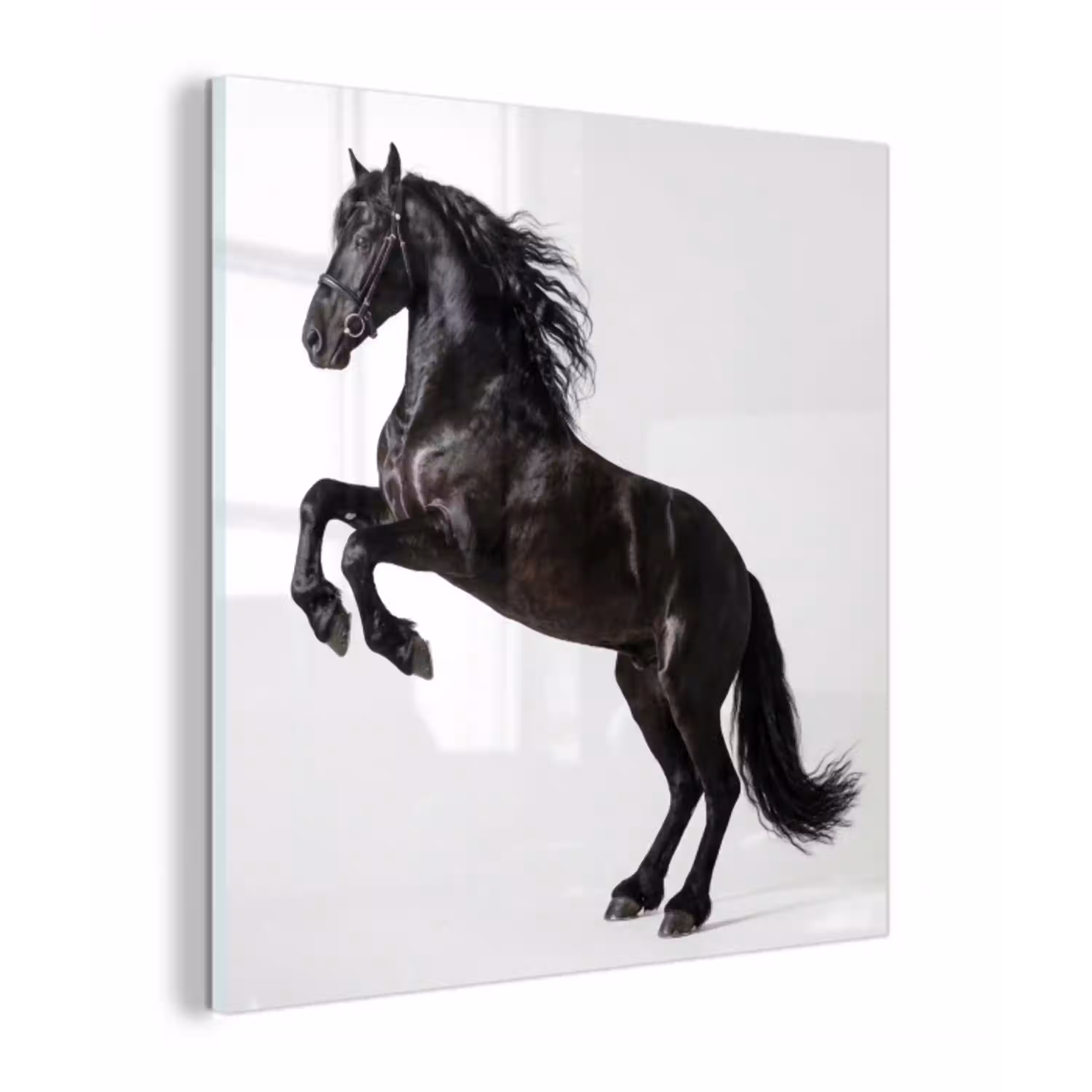 Zwart - Paard - Portret plexiglas 5mm klein -z3d