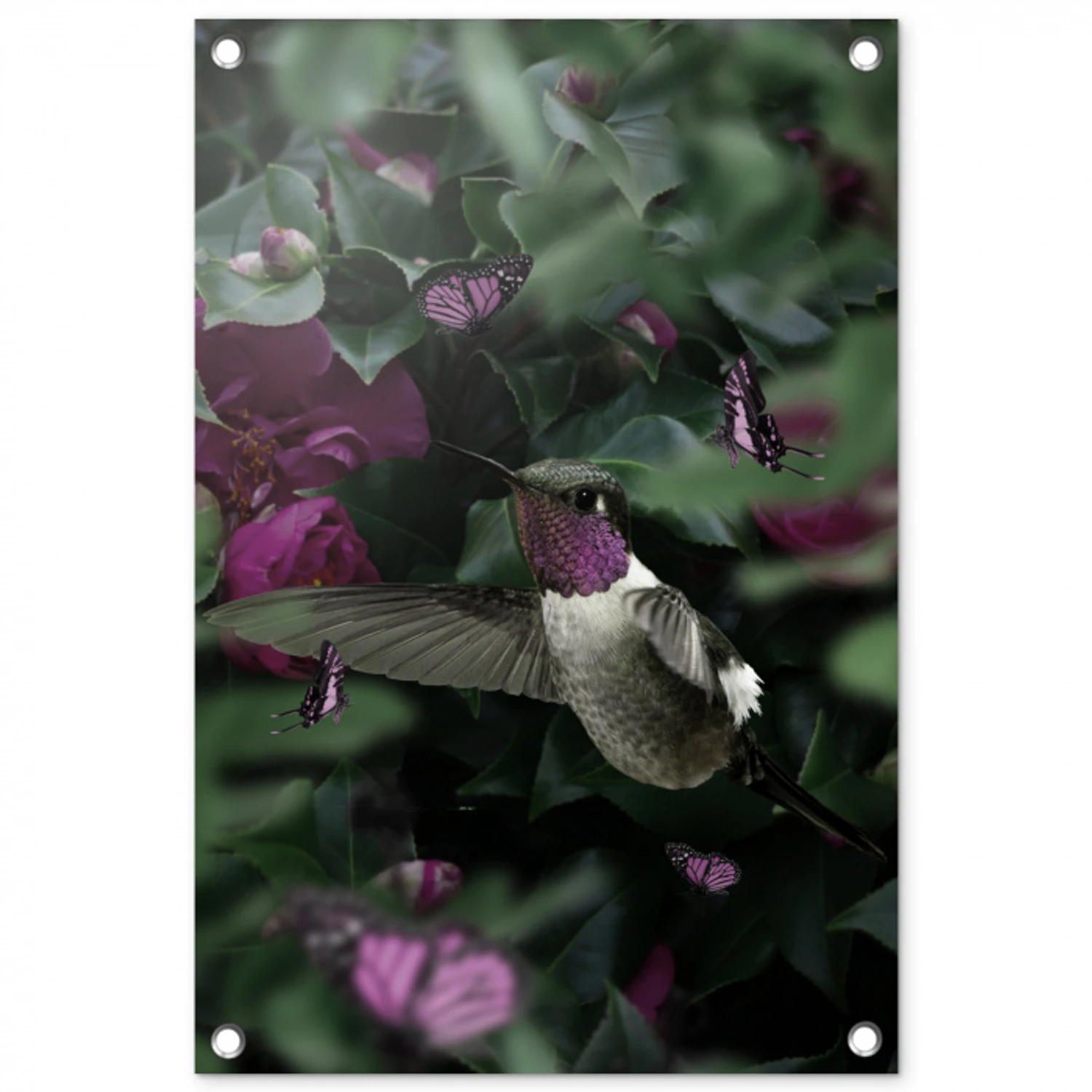 Kolibrie - Paars - Rozen tuinposter los doek klein -3d