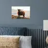 Schotse hooglander - Dieren - Landelijk - Landschap - Koe - Natuur poster papier klein -sfeer2