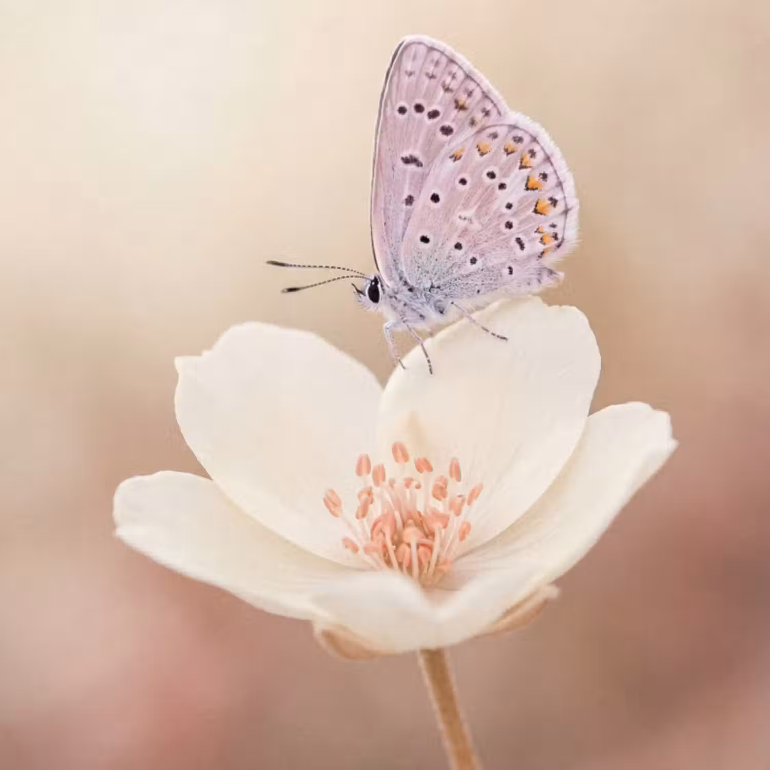 Tapete - Schmetterling - Blume - Blau