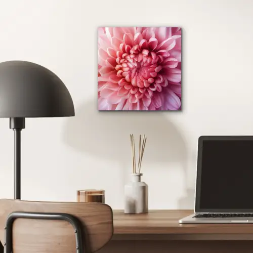 Dahlia - Bloem - Close up - Roze aluminium wit klein -sfeer5