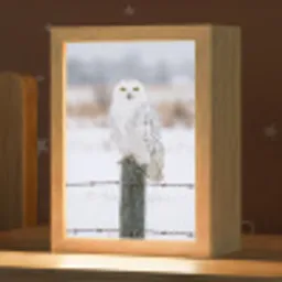 Sneeuwuil - Hek - Sneeuw - Wit Light Box met kabel (Kinderlampje) klein -zzz_3d_website