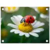 Lieveheersbeestje - Rood - Margriet tuinposter los doek klein -3d
