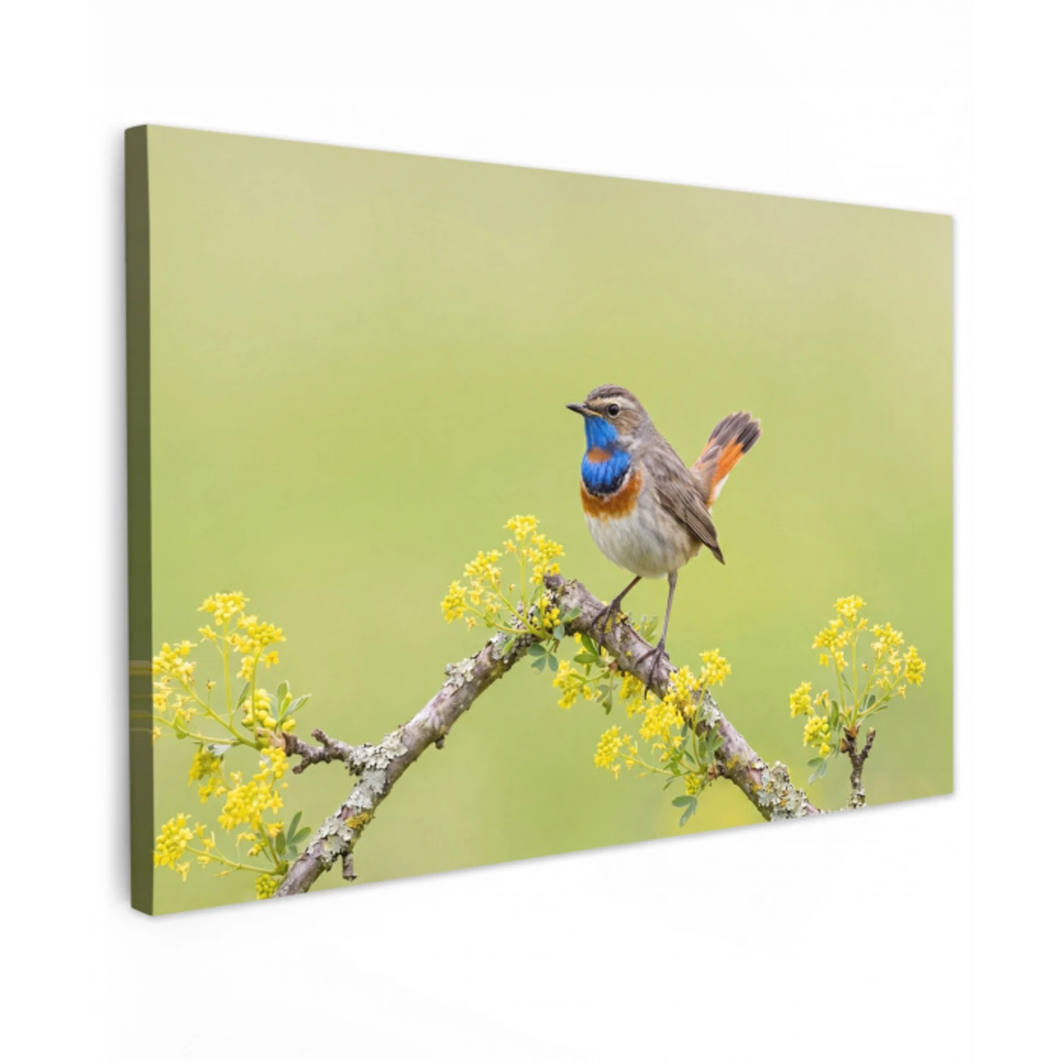 Vogel - Tak - Natuur - Kleurrijk canvas 2cm klein -z3d