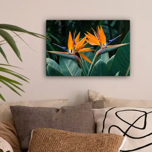 Paradijsvogel - Bloem - Exotisch canvas 2cm klein -sfeer1