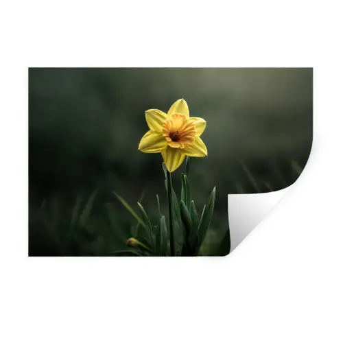 Bloem - Narcis - Gras - Geel Muursticker klein -3d