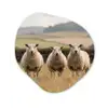 Schapen - Weidenlandschap - Heuvels Wandcirkel Organisch Aluminium middel -3d