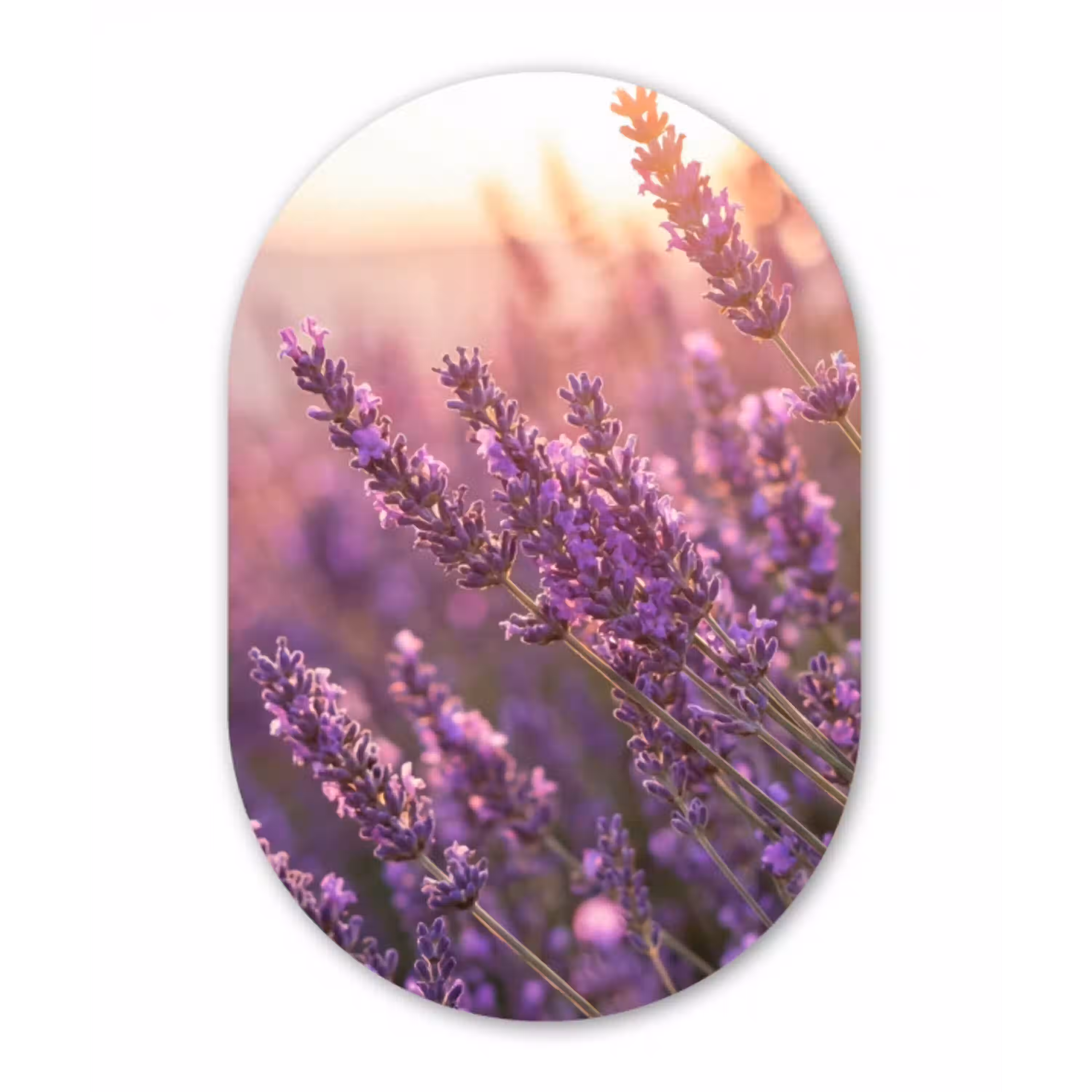 Lavendel - Paars - Zonlicht Wandcirkel Ovaal Aluminium middel -3d
