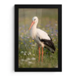 Ooienvaar - Bloemen - Weide - Kleurrijk fotolijst zwart zonder passe partout klein -3d
