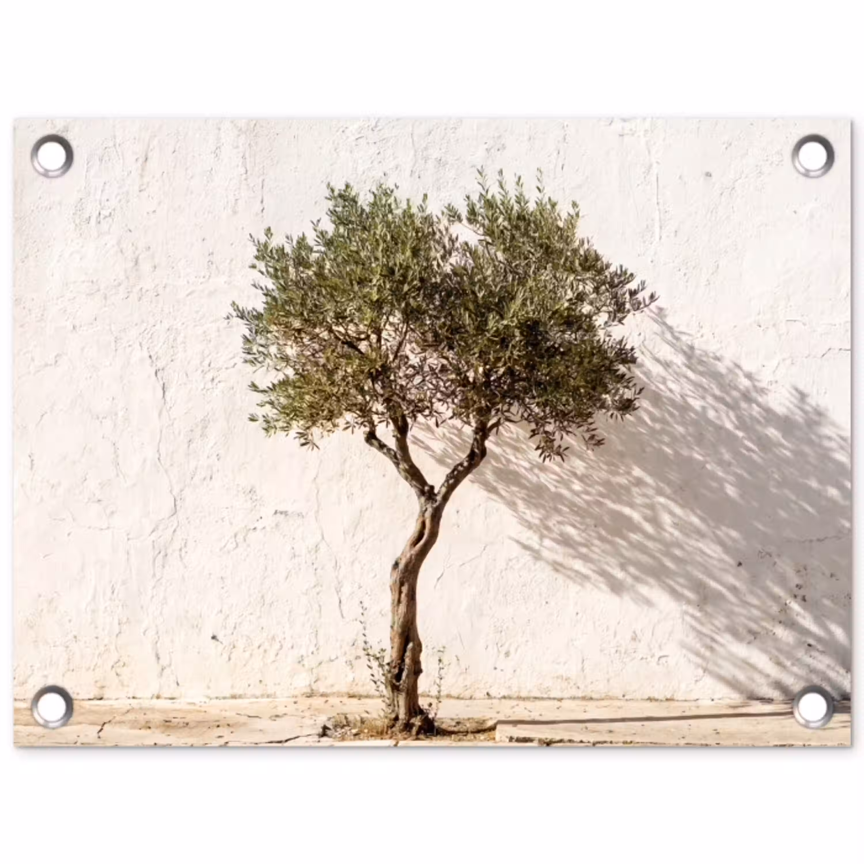 Olijfboom - muur - wit tuinposter los doek klein -3d