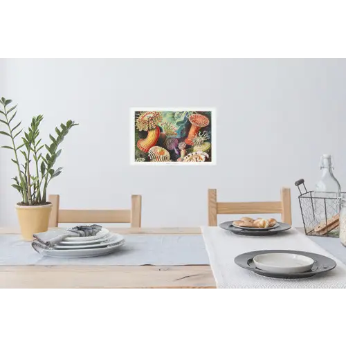 Ernst Haeckel - Anemoon - Retro - Tuinposter - Tuinhuis Muursticker klein -eettafel