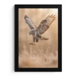 Buizerd - Roofvogel - Natuur - Bruin fotolijst zwart zonder passe partout klein -3d