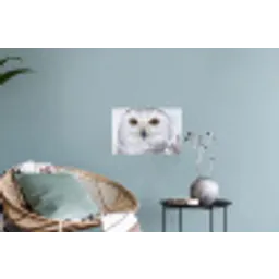 Sneeuwuil - Oog - Wildlife - Wit Muursticker klein -plant