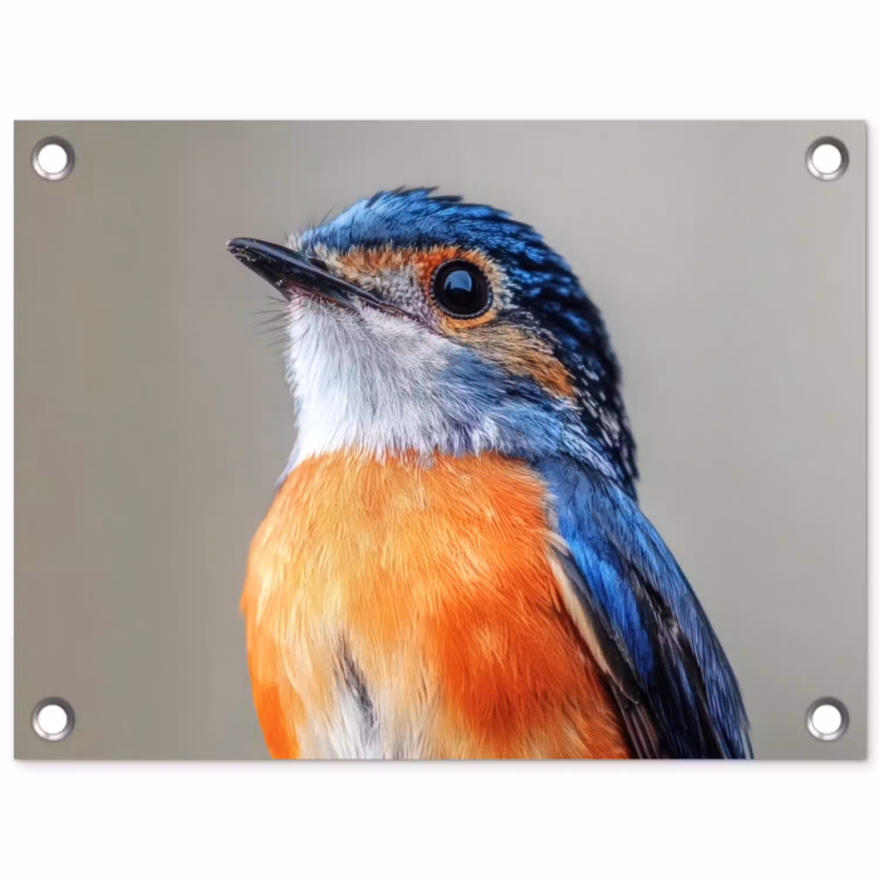 Kleurrijk - Vogeltje - Veren - Blauw tuinposter los doek klein -3d
