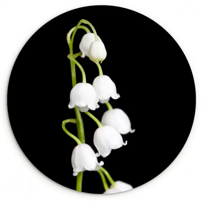 Lelietjes van dalen - Bloemen - Zwart - Flora Wandcirkel kunststof plaat 5mm dik klein -3d