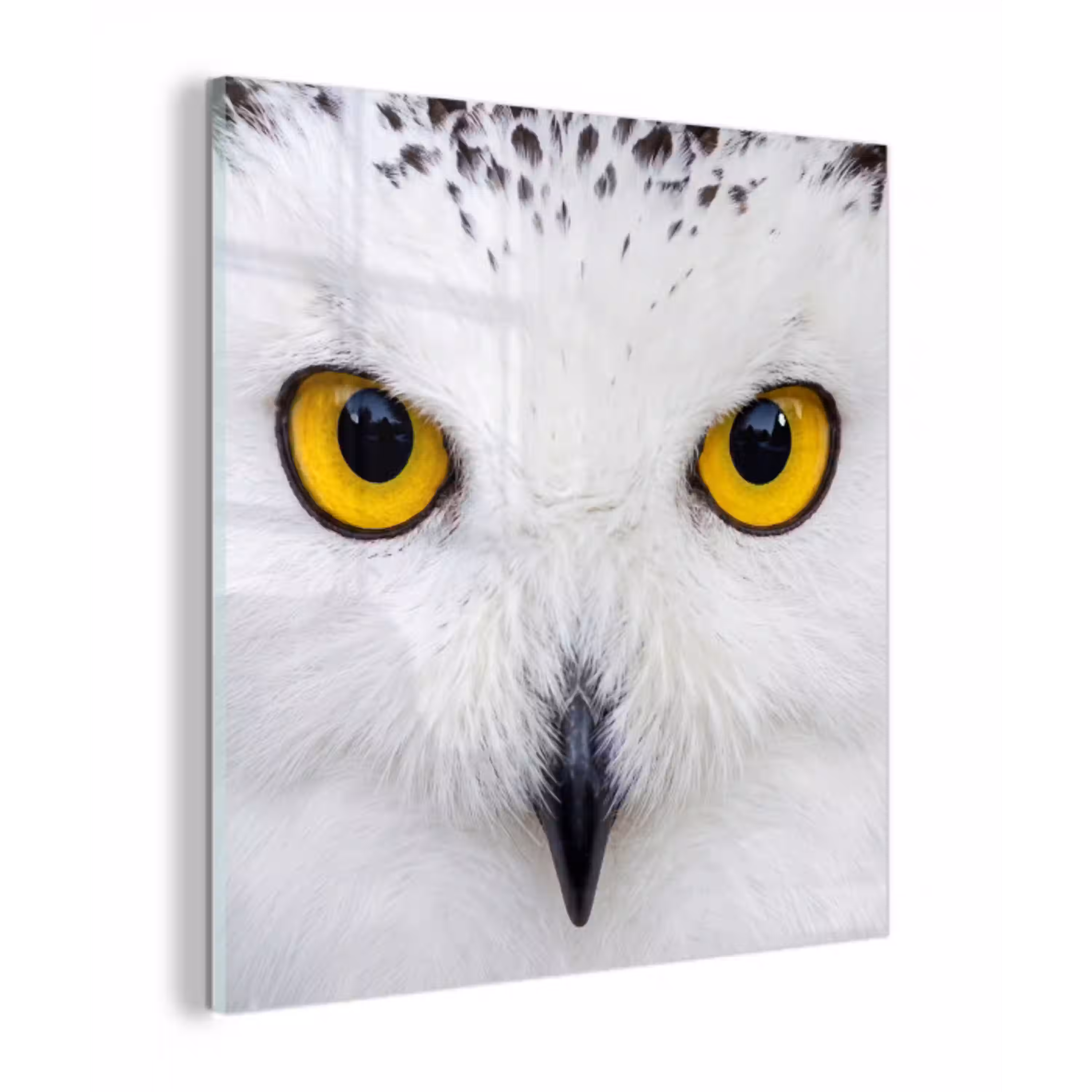 Sneeuwuil - Portret - Geel plexiglas 5mm klein -z3d