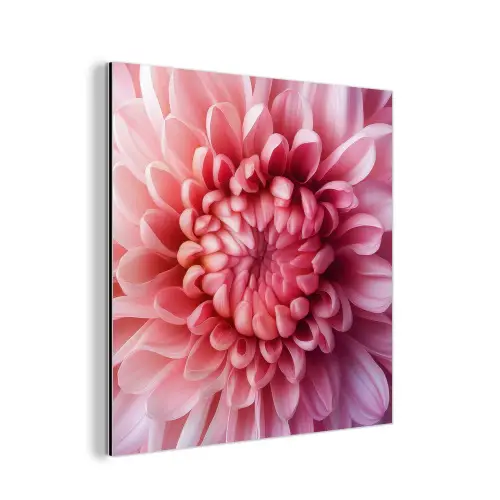 Dahlia - Bloem - Close up - Roze aluminium wit klein -3d
