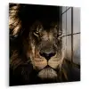 Leeuw - Dieren - Zwart - Portret plexiglas 5mm klein -zzzproduct_nieuw