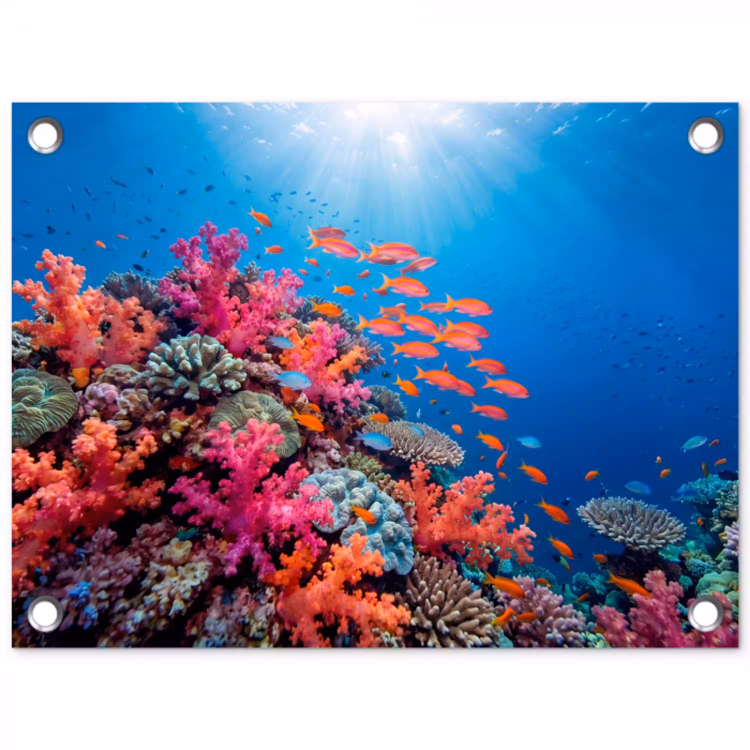 Onderwater - Koraalrif - Vissen - Oceaan - Natuur tuinposter los doek klein -3d