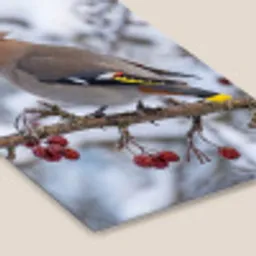 Pestvogel - Bessen - Winter - Natuur fotolijst zwart zonder passe partout klein -zsfeer6